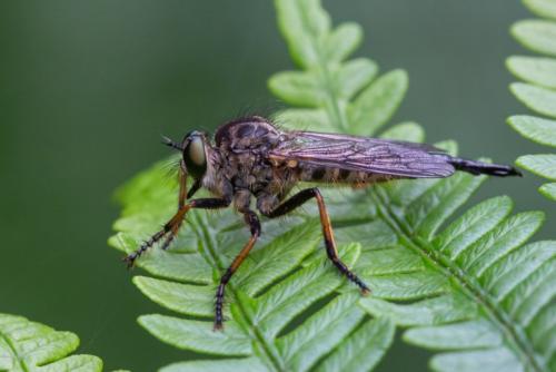 Neoitamus cyanurus